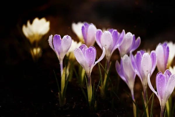 Primeira Primavera Flores Crocos Concurso — Fotografia de Stock