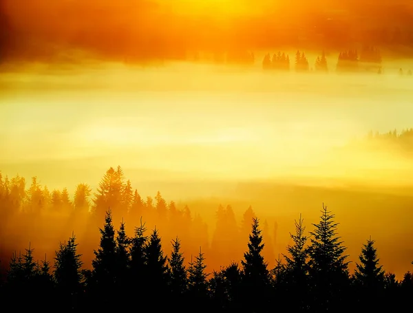 Hihetetlenül Szép Napfelkelte Hegyekben Tűlevelű Fák Ködben Nap Sugarai Ködös — Stock Fotó