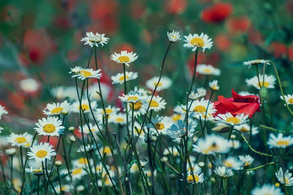 Flores Silvestres Día Soleado Verano Manzanilla Amapolas — Foto de Stock