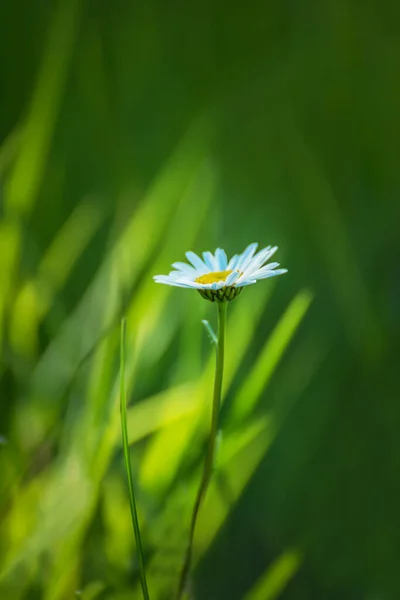 Fleur Camomille Délicate Sur Fond Naturel Vert Mise Point Sélective — Photo