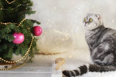 Noel ağacı, çelenk ışıkları ve çizgili gri bir kedi..