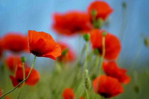 Red Bright Flowers Poppies Meadow Background Sky Close Selective Focus — Stock Photo, Image