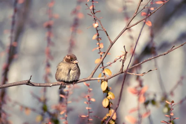 Cute Little Puszysty Wróbel Ptaków Gałęzi Ogrodzie — Zdjęcie stockowe
