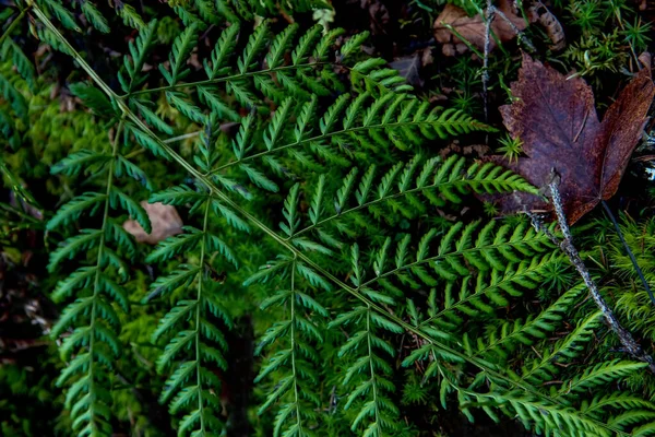 Een Tak Van Groene Varen Een Natuurlijke Bosachtergrond — Stockfoto
