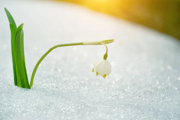 Delikatny Pierwszy Wiosenny Kwiat Błyszczącym Śniegu — Zdjęcie stockowe