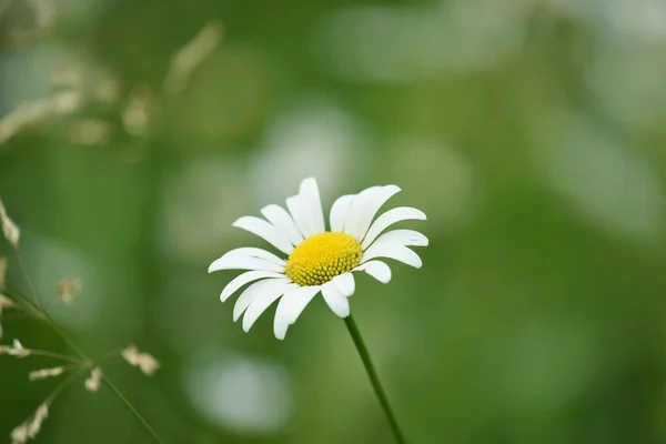 Zarte Kamillenblüte Auf Grünem Natürlichen Hintergrund — Stockfoto