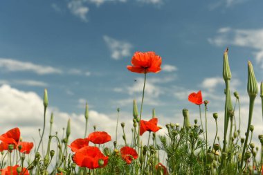 Parlak güneşli bir günde açan tarlalar.
