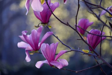 Pembe manolya çiçeklerinin narin ışık arkaplanı. Doğal çiçek arkaplanı
