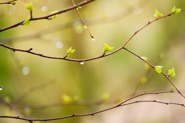 Ветви Небольшими Листьями Почками Капли Росы После Дождя Весной Естественный — стоковое фото
