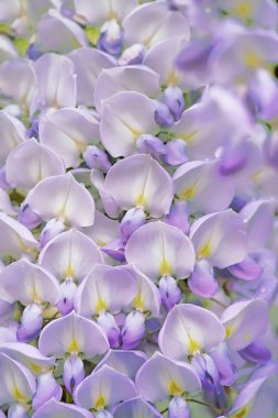 İlkbaharda çiçek açan leylak salkımı dalları..