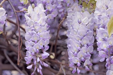 İlkbaharda çiçek açan leylak salkımı dalları..