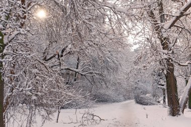 Kış karlı parkı. Yumuşak kar altında ağaçlar