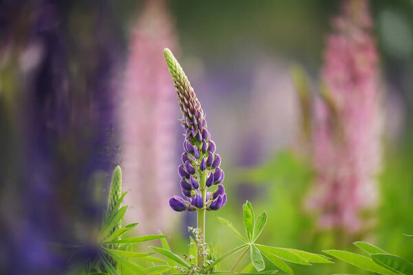 Прекрасные цветы лиловый фиолетовый люпин на зеленом лугу. мягкий избирательный фокус.