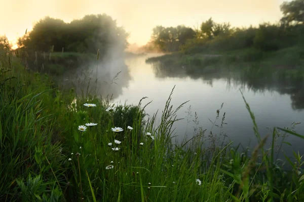 Şafak vakti sisli bir sabahta nehir kenarında papatya çiçekleri. Bahar ya da yaz aylarında vahşi bir nehirde güzel bir sabah.