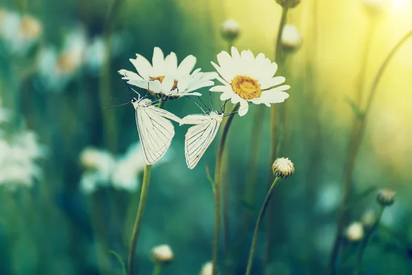 绿色的草地上有迷迭香 美丽花朵上的白色蝴蝶 有选择性的软重点 — 图库照片