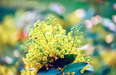 Yaz mevsimi çiçekleri ve yumuşak ışıkta kırmızı çiçekler. Güneşli bir bahçede sarı parlak bir çiçek buketi.