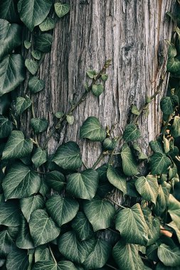 Ağaç gövdesine tırmanan yeşil sarmaşık. Doğal doku..