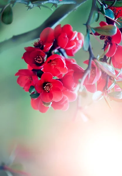 Frühling Sommer Floralen Hintergrund Mit Roten Blumen Weichem Licht Gelber — Stockfoto