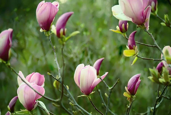 Zarte Leichte Florale Hintergrund Von Rosa Magnolienblüten Natürlicher Floraler Hintergrund — Stockfoto