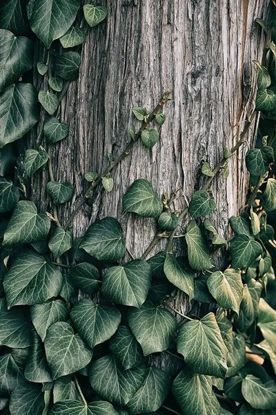 Ağaç gövdesine tırmanan yeşil sarmaşık. Doğal doku..