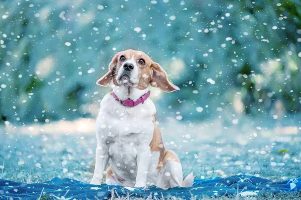 Dog Jack Russell Winter Park — Stock Photo, Image