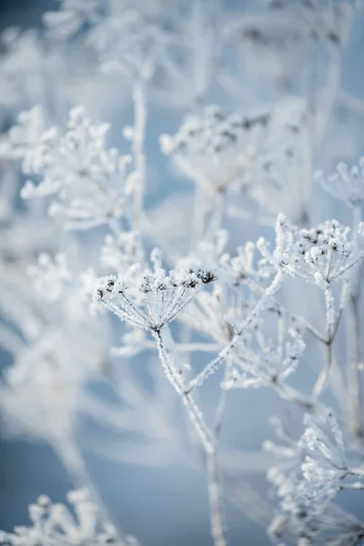 Ayaz Mevsiminde Narin Çiçekler Nazikçe Soğuk Doğal Kış Arka Planı — Stok fotoğraf