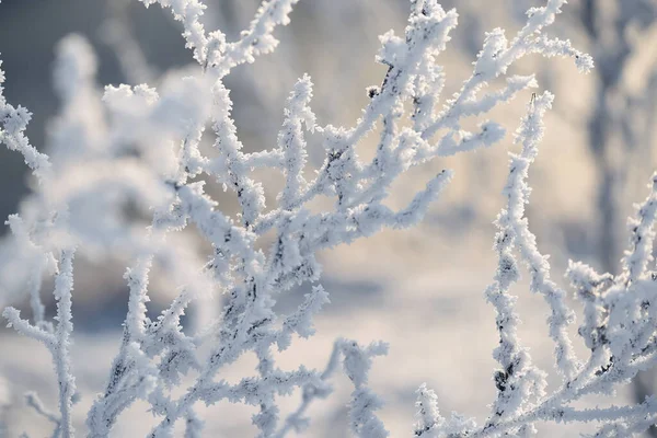 Zarte Durchbrochene Blüten Frost Sanft Frostige Natürliche Winterhintergrund Schöner Wintermorgen — Stockfoto