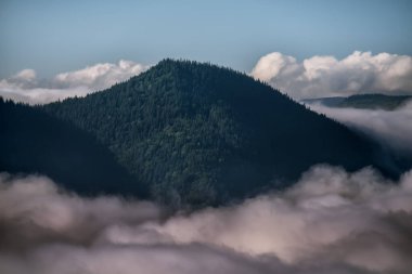Ormandaki dağın tepesi bulutlardan ve sislerden süzülüyor..
