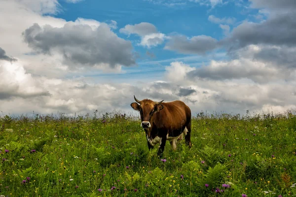 Kuh Weidet Auf Einer Grünen Wiese — Stockfoto