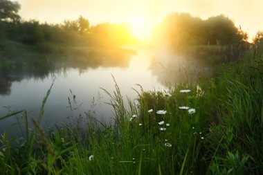 Şafak vakti sisli bir sabahta nehir kenarında papatya çiçekleri. Bahar ya da yaz aylarında vahşi bir nehirde güzel bir sabah.
