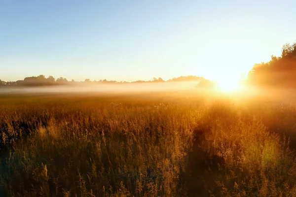 Path Foggy Field Blooming Different Wildflowers Spring Sun Rising Fog — Stock Photo, Image