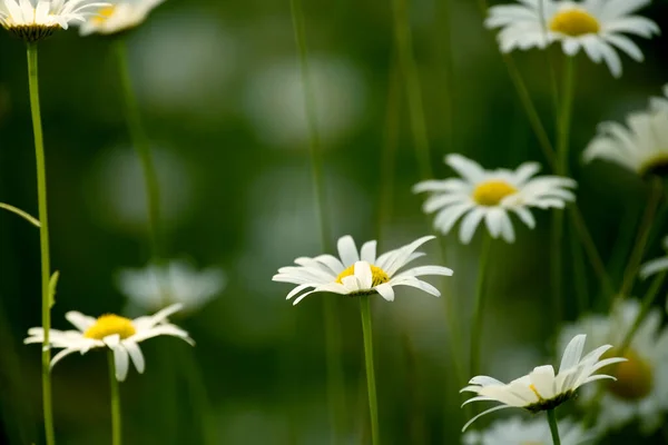 Floraler Natürlicher Grüner Hintergrund Mit Kamille — Stockfoto