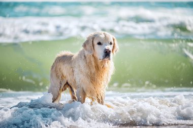 Deniz kıyısındaki dalgaların arasında köpek golden retriever.