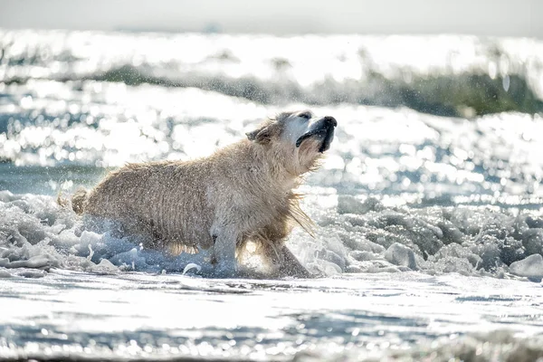 Dog Golden Retriever Swims Waves Sea — 图库照片