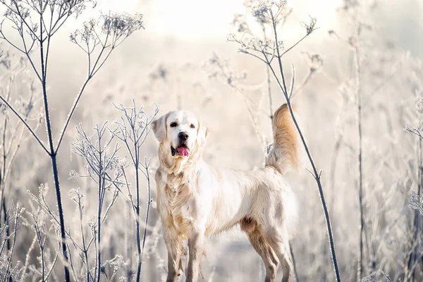 Kış Manzarasında Köpek Golden Retriever — Stok fotoğraf