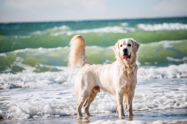 Deniz kıyısındaki dalgaların arasında köpek golden retriever.