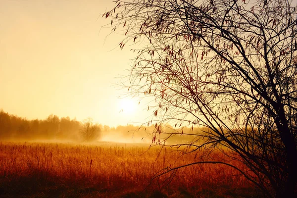 Golden Misty November Morning Red Dry Grass Forest Fog — Stock Photo, Image