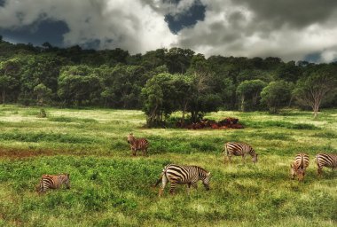 Yeşil tarlalar ve ağaçlar arasında hayvanlar, zebra ve bufalo doğada. Safari. Küba.