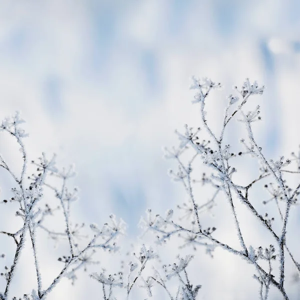 霜冻中干花的霜冻冬季自然背景 — 图库照片