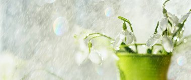 Çiy damlalarındaki ilk kar damlalarıyla taze taze taze. Çok yumuşak seçici odak ve sığ alan derinliği