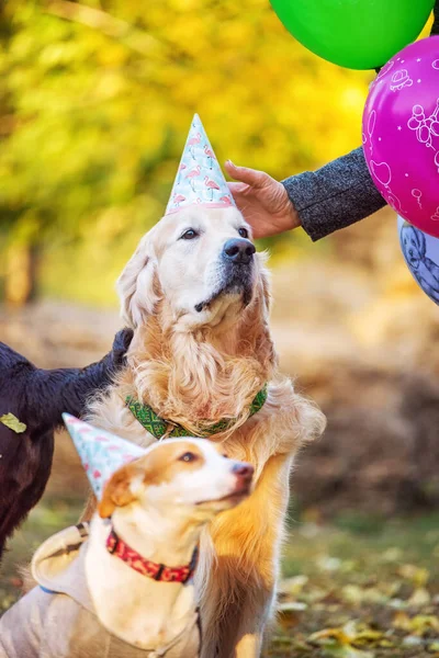 Собаки Вечірніх Шапках Повітряних Кулях Парку Святкування Дня Народження Собаки — стокове фото