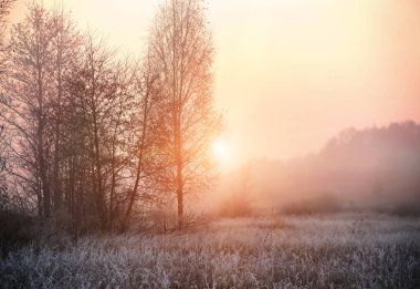 Çimenler sabahın erken saatlerinde beyaz buzla kaplıdır. Sisin içinde güneşin parlaması. Sonbahardan kışa geçiş. 