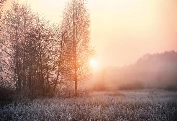 Grass Covered White Frost Early Morning Shining Sun Fog Transition — Stock Photo, Image