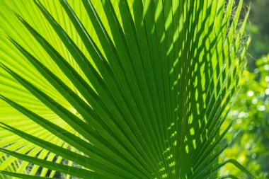 Palmiye yapraklarının doğal yeşil arkaplan dokusu.