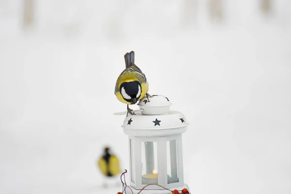 Lindos Pájaros Titmouse Una Linterna Decorativa Sobre Fondo Parque Cuento — Foto de Stock