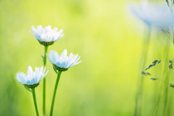 Delicate Chamomile Flower Natural Background Artistic Photo Soft Focus — Foto Stock