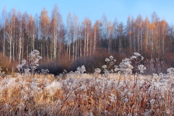 Glade Grass Flowers Covered Hoarfrost Autumn Forest Background Cheerful Early — стоковое фото