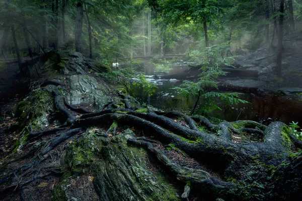 Řeka Houštinách Jehličnatého Smrkového Lesa Usa Maine — Stock fotografie