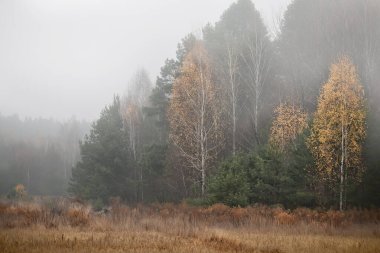autumn landscape in late autumn. foggy landscape of autumn forest.