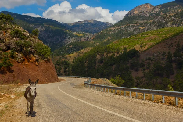 Burro Caminando Por Camino Sinuoso Las Montañas Turquía —  Fotos de Stock